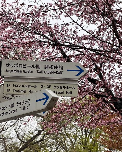 Beautiful Cherry Blossoms in Sapporo ପ꒰ ˶• ༝ •˶꒱ଓ 🌸🤍 ⚲ Maruyama Park ⚲ Odori Park . . . . . . . . . #japanfood #japan #japantravel #sakura #cherryblossom #hokkaido #sapporo #aesthetics Japan Park Aesthetic, Hokkaido Aesthetic, Winter In Japan, Sapporo Japan, Cozy Life, Hokkaido Japan, Japan Trip, Japan Aesthetic, Boba Tea