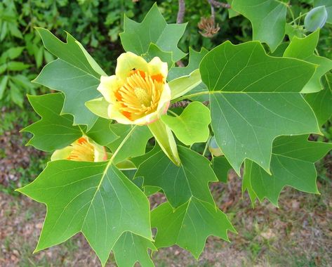 Tulip Poplar Tree, Liriodendron Tulipifera, Bradford Pear Tree, Mimosa Tree, Leyland Cypress, Black Walnut Tree, Pecan Tree, Flame Tree, Ginkgo Tree