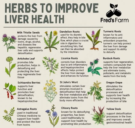 Medicinal Recipes, Detox Liver, Medicine Recipes, Health Herbs, Medicine Garden, Natural Medicines, Pink Witch, Medicinal Herbs Garden, Homemade Pantry