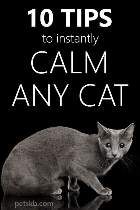 10 Tips to Instantly Calm Any Cat - There may come a time when your cat needs calming. Here are 10 tips you can easily follows to do the trick #cats #catcare #catguide #catinfo Diy Cat Calming Treats, Cat Friendly Medications, Clicker Training Cat, Cat Care Tips Kittens, Cat Calming Remedies, Diy Cat Calming Spray, Cat Tips And Tricks, How To Take Care Of Cats, Where To Pet A Cat