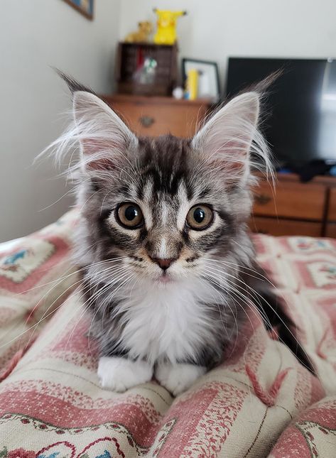 I Wake Up To This Every Morning, She's The Best Maine Coon I Could Ask For Maine Coone Kitten, Kawaii Kittens, Maine Coone, Kitten Breeds, Cutest Kittens, American Shorthair, I Wake Up, Scottish Fold, Domestic Cat