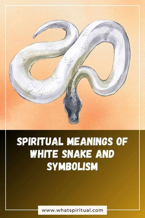 10 Spiritual Meanings of White Snake and Symbolism 2 Snake Meaning, Snake Symbolism, Snake Symbol, White Snake, Spiritual Meaning, Meant To Be, Spirituality, 10 Things, White