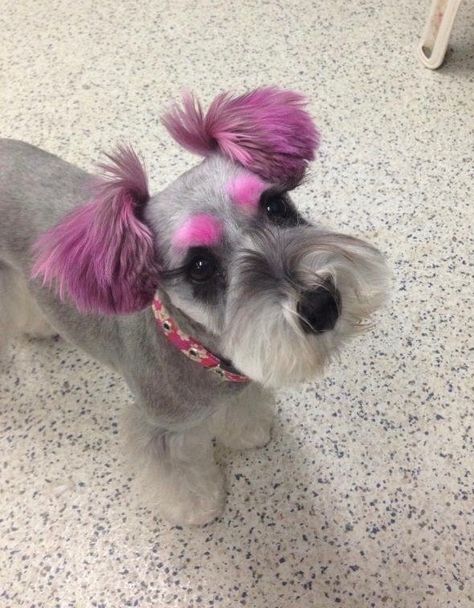 Dog Hair Dye, Dog Dye, Schnauzer Grooming, Pet Grooming Salon, Dog Grooming Styles, Miniature Schnauzer Puppies, Dog Haircuts, Miniature Schnauzers, Dog Grooming Business