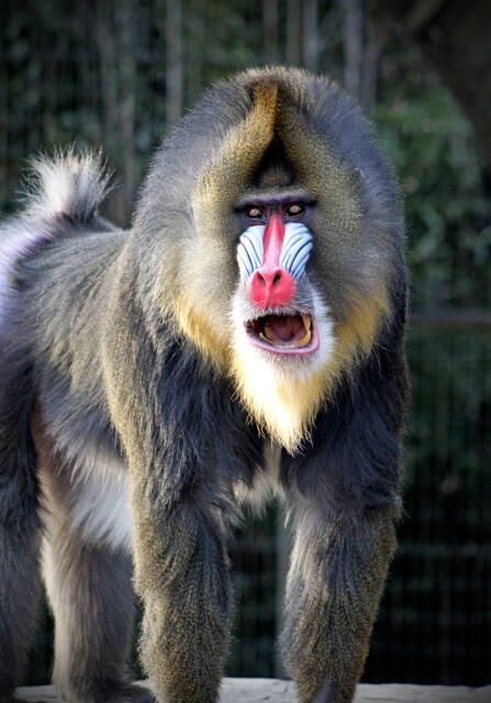 Mandrill Baboon, The Lion King Musical, Ugly Animals, Canine Tooth, Mandrill, Monkey Pictures, Animal Reference, San Diego Zoo, Baboon