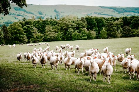 Sheep Milk Butter, Sheeps Milk Cheese, Mini Homestead, Raising Sheep, Milk Industry, Sheep Milk, Yogurt Benefits, Milk Benefits, Sheep Cheese