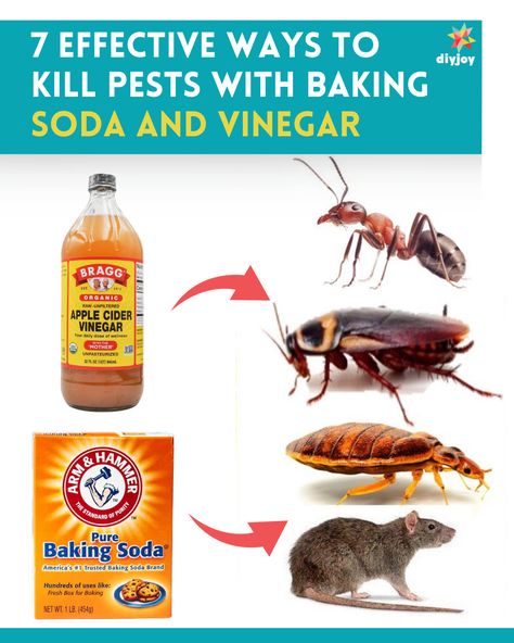 a bottle of apple cider vinegar and a box of baking soda beside a group of insects Home Remedy For Roaches, How To Get Rid Of Cockroaches In Kitchen, How To Get Rid Of Mice In The House, Rat Poison Diy Baking Soda, Cockroaches How To Get Rid Of, Roaches Get Rid Of Diy, Diy Mice Repellent, Natural Spider Repellant, Cockroach Repellent