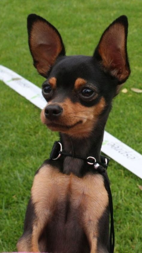 Russkiy Toy, Russian Toy Terrier, Miniature Pinscher Puppy, Toy Terrier, Miniature Pinscher Dog, Mini Pinscher, Min Pins, Min Pin, Bongos