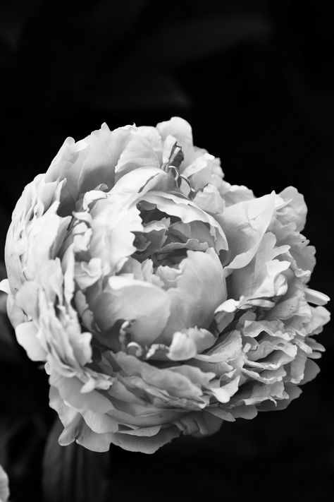 Peony Black And White, Mural Ideas, White Photos, Black And White Floral, Black White Photos, Black N White, Flower Wallpaper, Bridal Bouquet, Black Floral