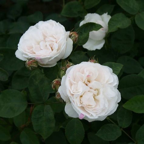 Winchester Cathedral Rose Types Of White Roses, Winchester Cathedral Rose, Types Of White, Winchester Cathedral, Rose Varieties, Blooming Rose, Rose Photography, Winchester, White Roses