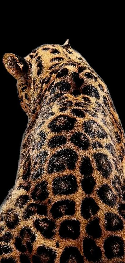 Leopard Astetic, Tiger Wallpaper Iphone, Jaguar Wallpaper, Cheetah Wallpaper, Cool Lock Screens, Tiger Wallpaper, Black Jaguar, Animal Print Wallpaper, Pop Art Wallpaper