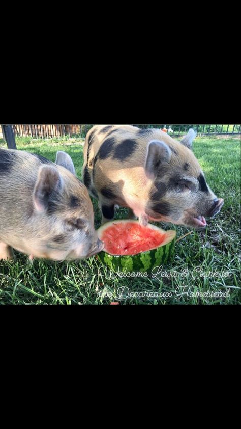 Pet Pig Care, Juliana Pigs, Pig Care, Pet Pig, Pigs Eating, Pet Pigs, Lewis And Clark, Animal Sanctuary, Pigs