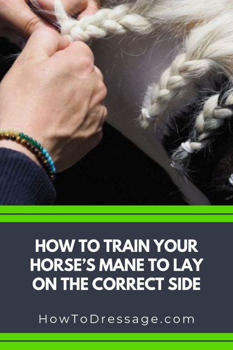 Although you won’t receive extra marks for looking smart, how you present yourself and your horse can help to create a good impression when you ride down the center line to start a dressage test.  A line of perfect braids (plaits) or a neatly pulled mane certainly helps to make you look like a pro and creates a great first impression for the judge.  But which side should the mane lay on, and how do you get your horse’s mane to lay neatly on the correct side?  Click the link to find out! Braids Plaits, Dressage Tests, Dressage Training, Horse Mane, Center Line, Lay On, The Judge, Horse Training, Horse Care