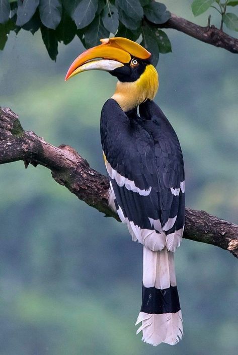 Wild Animal Pictures, Great Hornbill, Logomark Design, Birds Photography Nature, Wild Animals Photography, Animals Photography, Modern Abstract Print, Wild Animals Pictures, Photography Artist