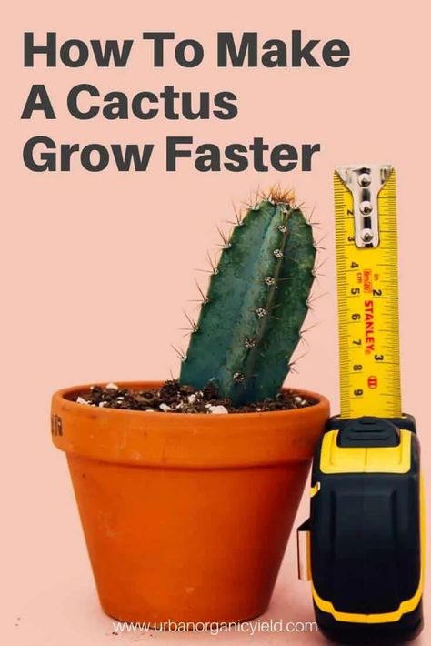 How To Make A Cactus Grow Faster Make A Cactus, Propagating Cactus, Types Of Cactus Plants, Indoor Cactus Plants, Kinds Of Cactus, Succulent Fertilizer, How To Grow Cactus, Types Of Succulents Plants, Christmas Cactus Plant