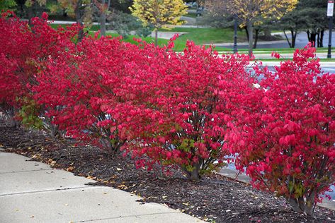 Find Fire Ball Eounymus (Euonymus alatus 'Select') in Minneapolis St Paul Twin Cities Metro Eden Prairie Minnesota MN at Bachman's Landscaping (Euonymus alatus 'Select', Burning Bush) Burning Bush Plant, Burning Bush Shrub, Part Shade Plants, Euonymus Alatus, Shade Landscaping, Low Maintenance Shrubs, Burning Bush, Garden Shrubs, Low Maintenance Landscaping