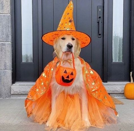 Golden Retriever Halloween Golden Retriever Halloween Costume, Fall Dog Photos, Disney Dog Costume, Golden Halloween, Cutesy Halloween, Cute Dog Halloween Costumes, Dog Halloween Outfits, Puppy Halloween Costumes, Golden Retriever Halloween