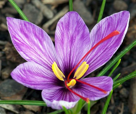 You can clearly see the 3 stigmas Saffron Crocus, Saffron Spice, Expensive Flowers, Saffron Flower, Crocus Flower, Homestead Gardens, Purple Garden, Nature Plants, Purple Flower