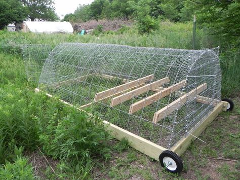 Hey Bob, what is the size of your chicken tractor? Description from curiousnaturalist.blogspot.com. I searched for this on bing.com/images Turkey Tractor, Urban Chicken Farming, Laying Chickens, Easy Chicken Coop, Portable Chicken Coop, Chicken Pen, Chicken Tractors, Tractor Idea, Chicken Feeders