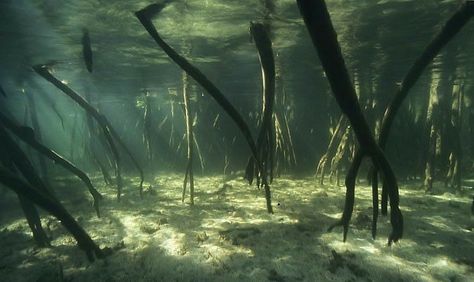 Mangrove Trees, Biotope Aquarium, Trees Photo, Mangrove Forest, Aquascape Aquarium, Underwater Art, Saltwater Tank, Unusual Art, Aquarium Backgrounds