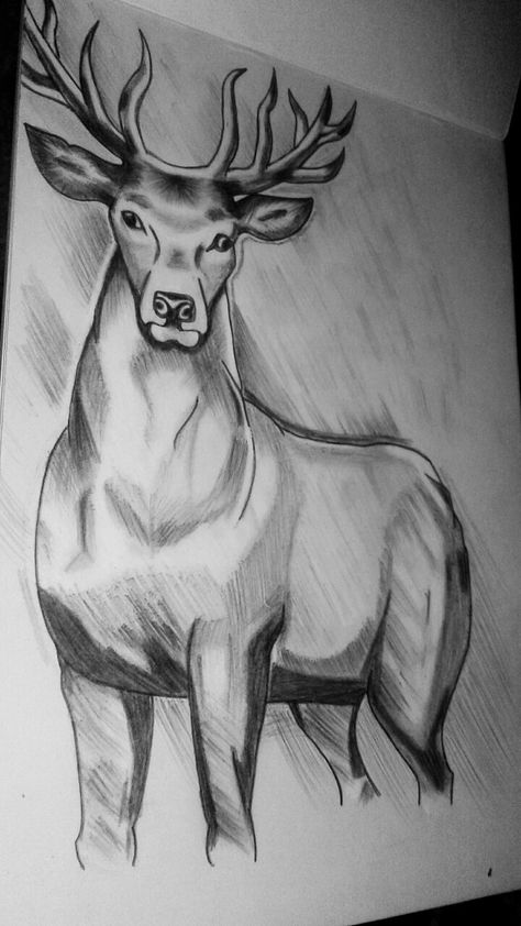 Animal Realistic drawing sketch Antelope Drawing, Antelope Animal, Deer Drawing, Deer Animal, Drawing Realistic, Animal Drawings Sketches, Pencil Drawings Easy, Animal Drawing, Drawing Sketch