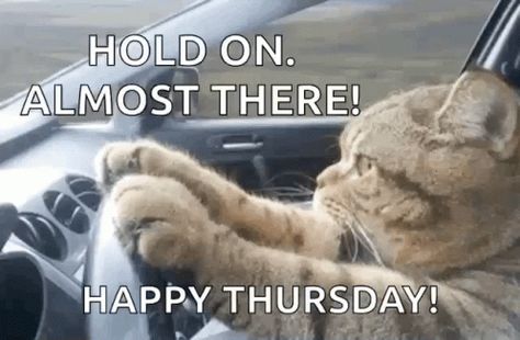 Cat Driving Serious GIF - Cat Driving Serious Cat - Discover & Share GIFs Thursday Gif, Funny Thursday Quotes, Dog Shaming Pictures, Friday Gif, Dog Shaming Funny, Thursday Greetings, Serious Cat, Thursday Humor, Good Morning Thursday