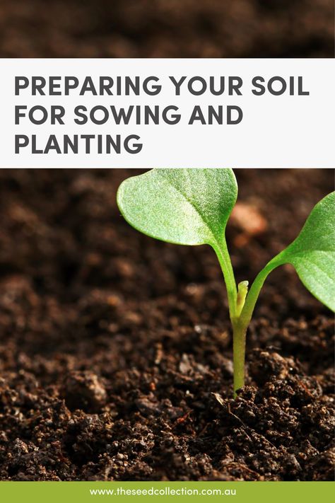 Well prepared soil is essential for germination of seeds and the healthy growth of plants. Here's how to prepare a bed so it's ready for sowing, along with some tips for ongoing soil improvement throughout the year. Germination Of Seeds, Seed Collection, Seed Germination, Root Growth, Soil Improvement, Organic Matter, Plant Needs, Growing Plants, Vegetable Garden