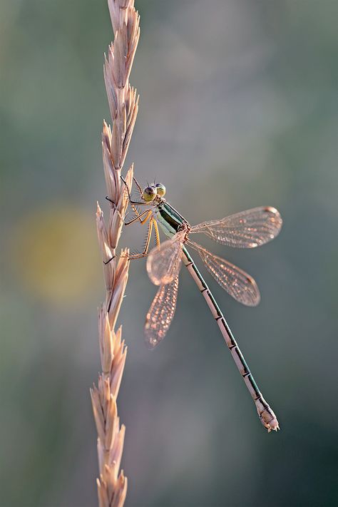 Lestes sponsa I by buleria Bug House, Dragonfly Photos, Dragon Flys, Gossamer Wings, Pink Dragonfly, Dragonfly Insect, Dragonfly Dreams, Cool Bugs, Dragonfly Art