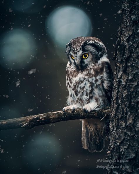 Boreal Owl, Awesome Owls, Owl Artwork, Owl Pictures, Pretty Birds, Birds Of Prey, Bird Photography, Nature Animals, Bird Feathers