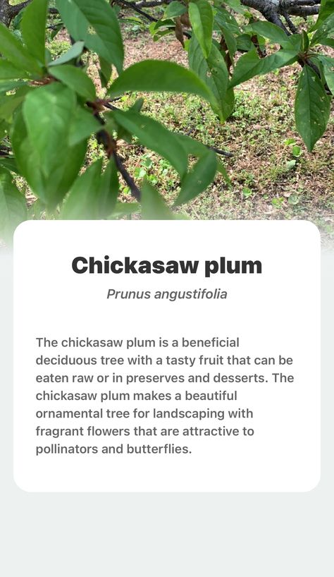 Explore the wonderful world of nature and add Chickasaw plum into your plant collection with the smart plant identifier app —— PictureThis! Chickasaw Plum, Ornamental Trees, Deciduous Trees, Fragrant Flowers, Eating Raw, Plant Collection, Wonderful World, Fruit Trees, Wonders Of The World