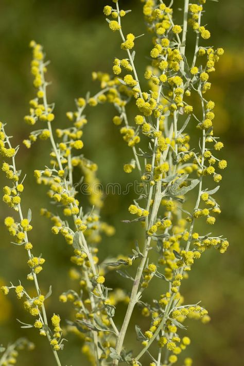 Wormwood. Yellow flower wormwood (Artemisia absinthium) on meadow #Sponsored , #Ad, #Affiliate, #Yellow, #absinthium, #meadow, #flower Wormwood Plant, Flower Skincare, Artemisia Absinthium, Beautiful Flowers Photography, Flower Meanings, Flower Yellow, Flower Essences, Gardening Advice, Flower Food