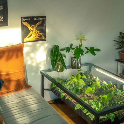 Terrarium Table, Cold Frame Greenhouse, Coffee Table Plants, Plants In Jars, Tattoo Plant, Diy Table Top, Indoor Greenhouse, Plant Table, Mini Greenhouse