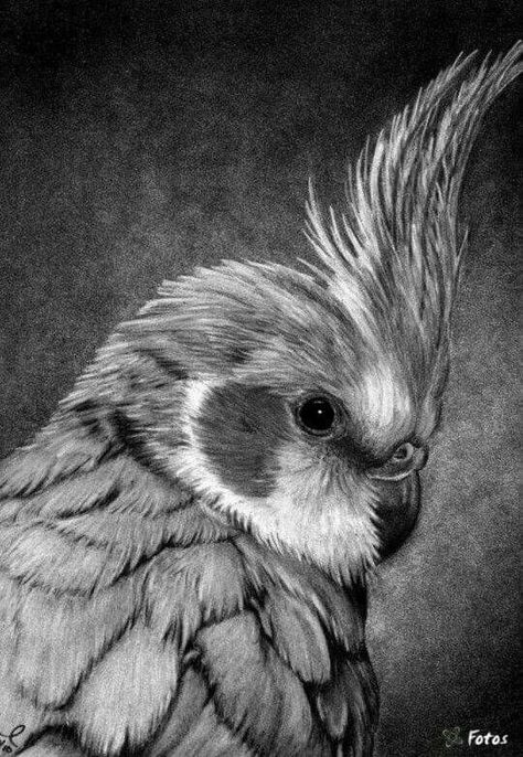 Parrot Drawing Pencil, Bird Pencil Drawing, Parrot Drawing, Scratchboard Art, Pencil Drawings Of Animals, Realistic Pencil Drawings, Bird Sketch, Realistic Drawing, Bird Stand