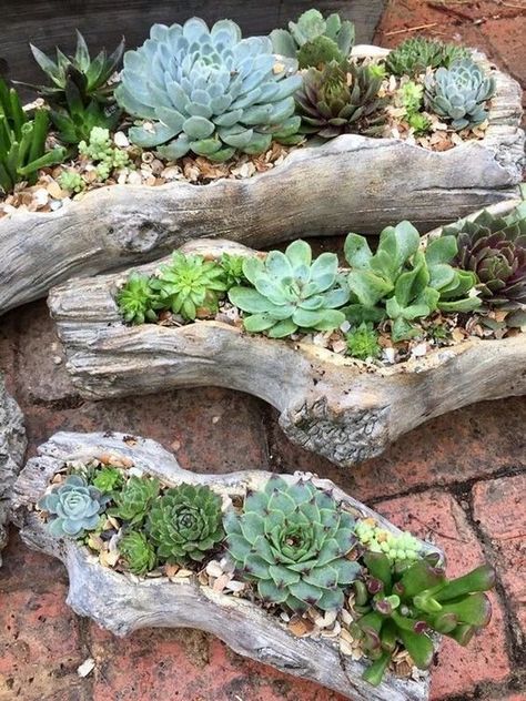 Game Garden, Driftwood Planters, Kaktus Dan Sukulen, Succulent Garden Design, نباتات منزلية, Succulent Garden Diy, Property Investment, Rock Garden Landscaping, Succulent Gardening