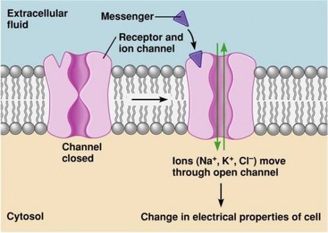 Neet Biology, Medical Terminology Study, Adrenergic Receptors, The Agonist, Plasma Membrane, Teaching Biology, Biology Notes, Cell Biology, Skeletal Muscle