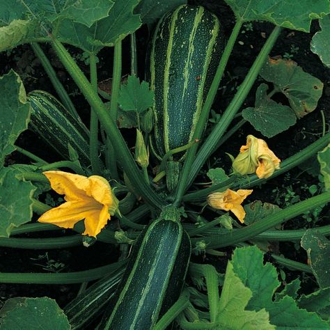 Marrow : Bush Baby Vegetable Marrow, Flowering House Plants, Air Purifying House Plants, Herbaceous Border, Plants For Hanging Baskets, Indoor Trees, Winter Vegetables, Cottage Garden Plants, Ground Cover Plants