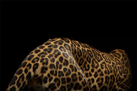 Wild leopard Portrati Photos by vincent j musi 01 Golden Brunette, Cat Portraits, Life Design, Cat Photo, Big Cats, Cheetah Print, Wild Cats, Jaguar, Feline