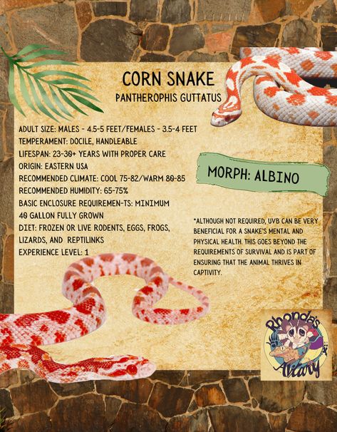 ARRIVING WEDNESDAY- ALBINO CORNSNAKE #RhondasAviary Corn Snake Cute, Albino Corn Snake, Corn Snake Enclosure Ideas, Corn Snakes, Snake Enclosure, Corn Snake, Pet Snake, Reptiles And Amphibians, Amphibians