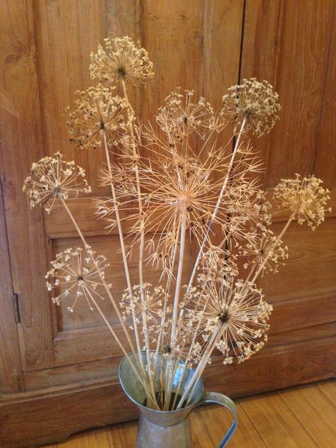 allium seed heads Seed Heads, Diy Upcycle, Girl House, Decorative Elements, Interior Inspo, Seeds, Plants, Home Decor, Nature