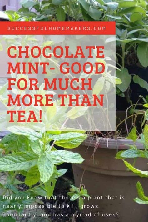 Chocolate Mint Plant Uses, Chocolate Mint Plant Recipes, Mint Recipes Fresh, Chocolate Mint Plant, Chocolate Mints, Gardening Veggies, Tea Homemade, Drying Fresh Herbs, Mint Herb