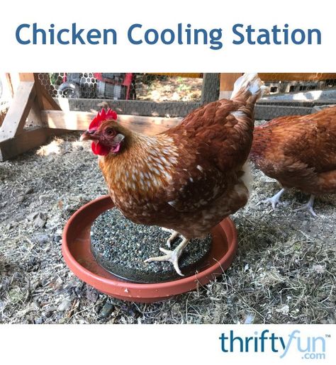 Chicken Waterer Diy, Coop Decor, Chicken Flock, Chickens In The Winter, Chicken Coop Garden, Chicken Care, Backyard Chicken Coop Plans, Chicken Coup, Chicken Farming