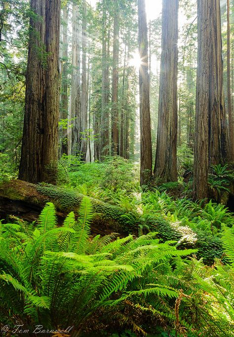 Redwoods and Ferns Beautiful Forest Photography, Fern Forest, Ferns Garden, Matka Natura, The Redwoods, Redwood Forest, Ancient Forest, Beautiful Forest, Walk In The Woods