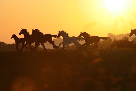 Horse Stampede, Equestrian Statue, Horsemen Of The Apocalypse, Horse Galloping, Nature Center, Equestrian, Horses, Statue, Animals