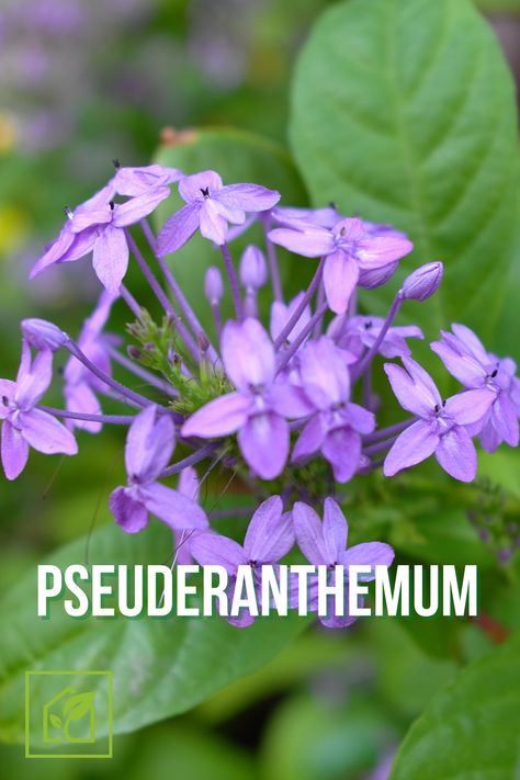 The Pseuderanthemum is a South Pacific shrub growing up to three feet and has variously colored leaves with white or purple flowers in the winter. The plant gets its name because it is often confused for eranthemum. #Indoor #Gardening #IndoorGardening #Pseuderanthemum Colored Leaves, Indoor Gardening, South Pacific, Colorful Leaves, The Plant, In The Winter, Purple Flowers, The Winter, Growing Up