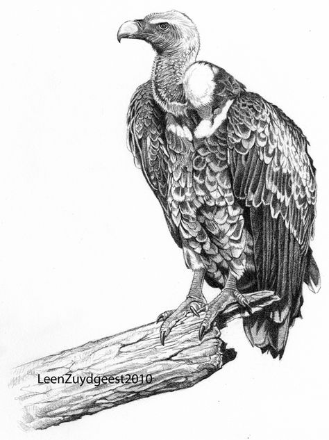 Turkey Vulture Drawing, Vultures Drawings, Condor Drawing, Vulture Sketch, Traditional Vulture Tattoo, Vulture Drawing, Vulture Illustration, Cartoon Vulture, Vulture Tattoo