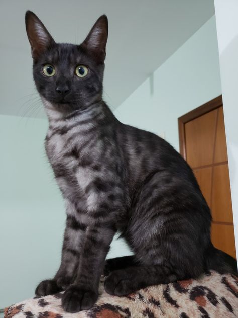 Black Bengal Kitten, Warriorcats Ocs, Cooter Cat, Charcoal Bengal Cat, Black Bengal Cat, Charcoal Bengal, Wcue Morph, Egyptian Mau, Cat Anatomy