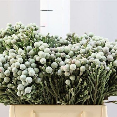 <p> Kaaps Brunia Albiflora 40cm is a Green/Silver Tropical - All tropical products prefer to be kept warm so never refrigerate whilst conditioning.</p> Silver Brunia, Dutch Flowers, Flower Guide, Flower Bucket, Florist Shop, Florist Supplies, Flowers Delivered, Flower Food, Wholesale Flowers