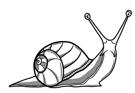 Snail Drawings - AZ Coloring Pages Shell Drawing, Snail Art, Mushroom Drawing, Snail Shell, Desenho Tattoo, Insect Art, Mushroom Art, Drawing Images, Sumi E