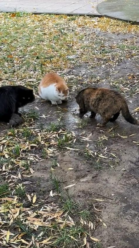 --- These Funny cat videos (funny animal video) are for cat lover (cat loves). So, If You love cats, You should save these kinds of funny videos for you to watch when needed. Sometime, it will help you feel better in life. For you all cat lover
#pet #funnycat #cat #catslover #funnycatvideo #catsareawesome #funnycatsvideos #catslove #kittenstoday