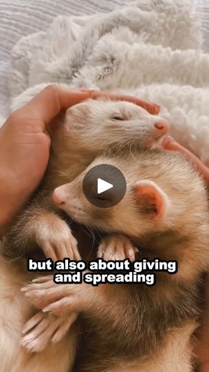 _Girl saves lost baby ferrets #animals #shortsvideo #ferrets | Dark theoriss | Dark theoriss · Original audio Baby Ferrets, Lost Baby, Ferret, S Video, Audio, Lost, The Originals, Animals