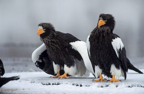 Steller's sea eagle Steller's Sea Eagle, Sea Eagle, Animals Artwork, Birds Of Prey, Love Birds, Bald Eagle, Eagles, Art Inspiration, Birds